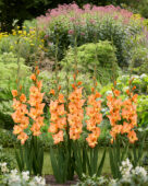 Gladiolus Olympic Flame