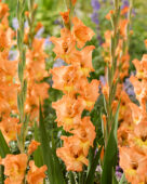 Gladiolus Olympic Flame