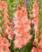 Gladiolus Blushed Look