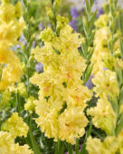 Gladiolus Burning Sunrays