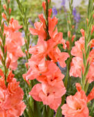 Gladiolus New Release