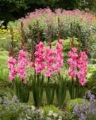 Gladiolus Pink Event