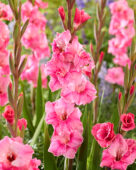 Gladiolus Pink Event