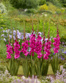 Gladiolus Mystic Magenta