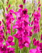 Gladiolus Mystic Magenta