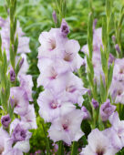 Gladiolus Blue Tropic