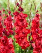 Gladiolus Velvet Raspberry