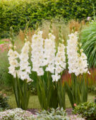 Gladiolus Ivory Perfection