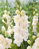 Gladiolus Ivory Perfection