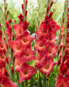 Gladiolus Mohican