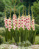 Gladiolus Amber Mistique, Mystique Gladiolus Amber Mistique, Mystique