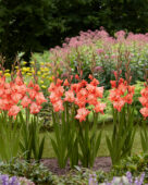 Gladiolus Flaming Sunset