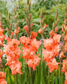 Gladiolus Flaming Sunset