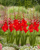 Gladiolus Tango Passion