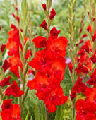 Gladiolus Tango Passion