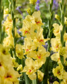 Gladiolus Maxial