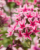 Phlox Palmyra