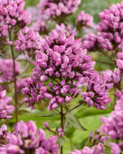 Phlox paniculata Butonik