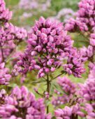 Phlox paniculata Butonik