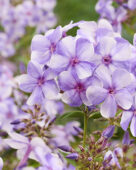 Phlox Molen