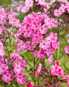 Phlox Sproet