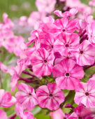 Phlox Sproet