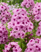 Phlox Euremty