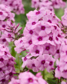 Phlox Euremty