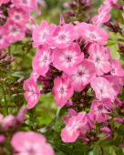 Phlox Aantje