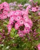 Phlox Aantje