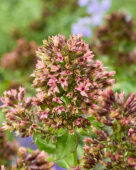 Phlox Green Runner
