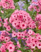 Phlox Fairytale of the Ural