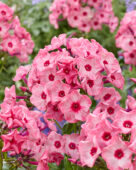 Phlox Fairytale of the Ural