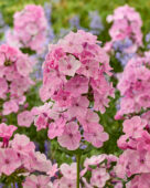 Phlox Picasso