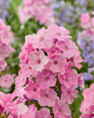 Phlox Picasso