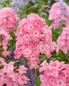 Phlox Anastasia