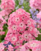 Phlox Anastasia