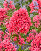 Phlox Cleopatra