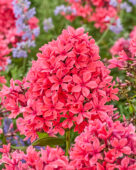 Phlox Cleopatra