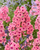Phlox Larissa