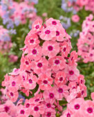Phlox Larissa