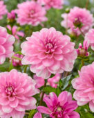 Dahlia Pink Perception