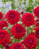 Dahlia Witteman's Best, Dahlia Wittemans Best