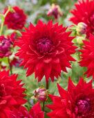 Dahlia Witteman's Best, Dahlia Wittemans Best