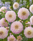 Dahlia Sakura Fubuki