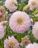 Dahlia Sakura Fubuki