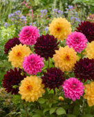 Decoratieve Dahlia mix