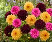 Decoratieve Dahlia mix