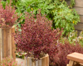 Coprosma repens Eclipse