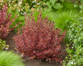 Coprosma repens Eclipse